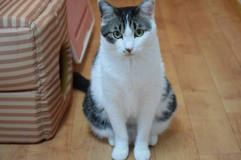 観葉植物 サンスベリア は猫にとって安全 危険 徹底的に調査してみた 生きてるだけで大吉