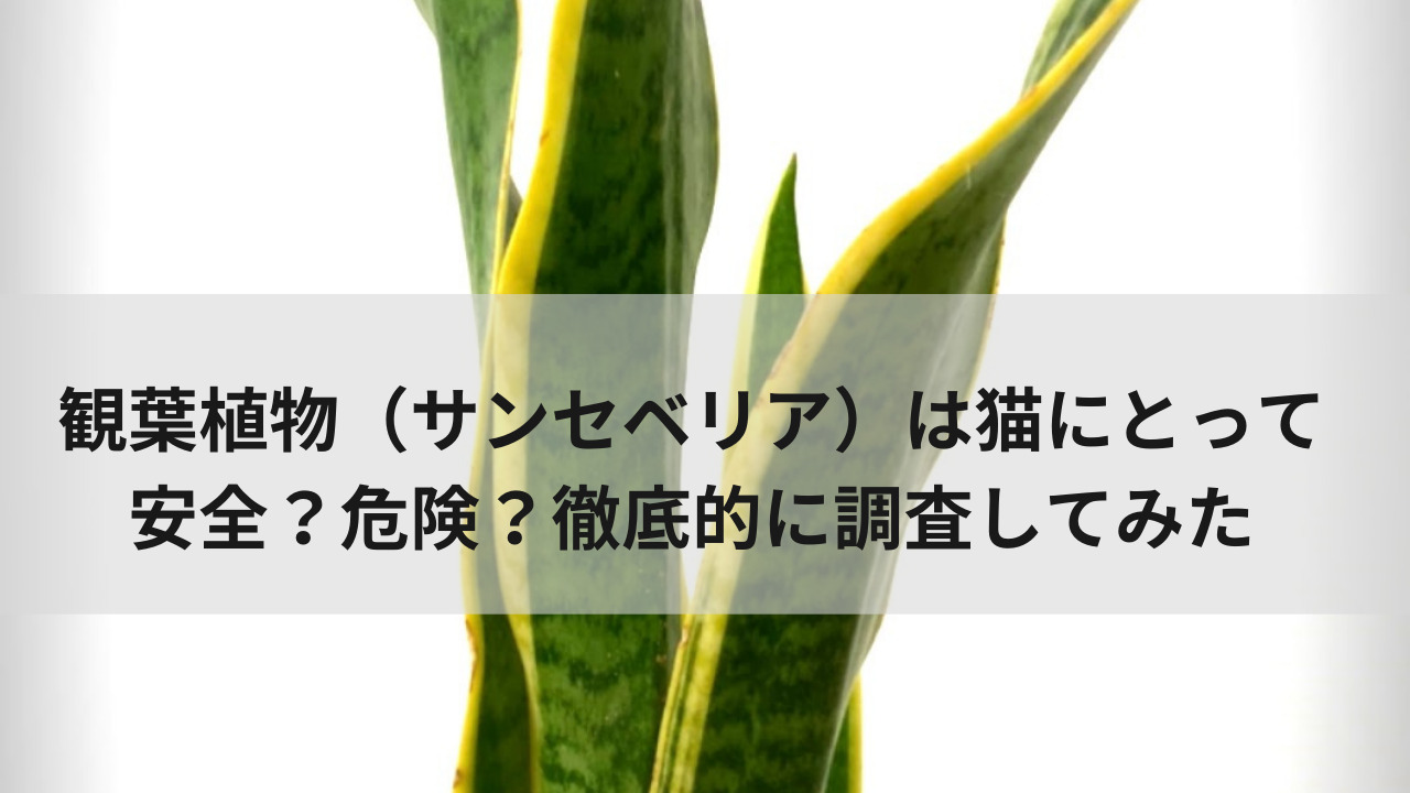 観葉植物 サンスベリア は猫にとって安全 危険 徹底的に調査してみた 生きてるだけで大吉