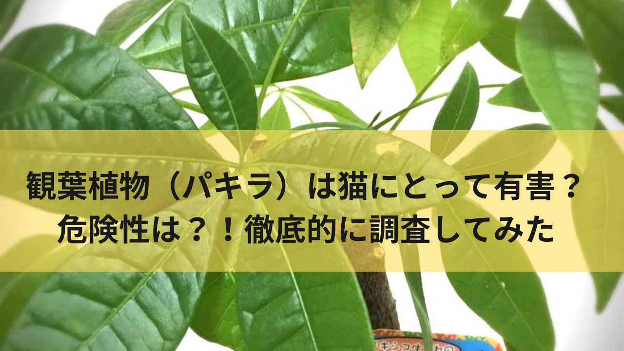 観葉植物 パキラ は猫にとって有害 危険性は 徹底的に調査してみた 生きてるだけで大吉