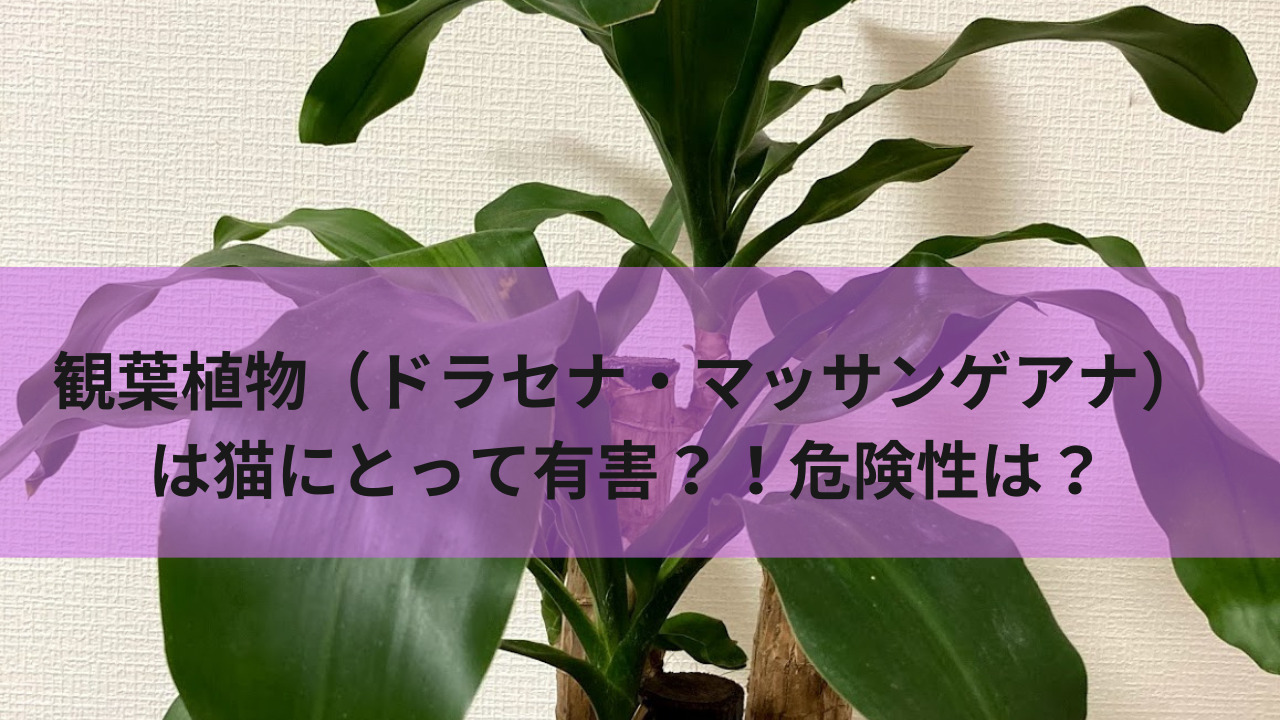 観葉植物 ドラセナ マッサンゲアナ は猫にとって有害 危険性は 生きてるだけで大吉